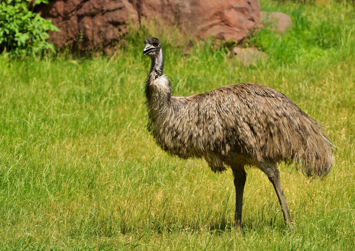 Benefits of EMU Oil for the Skin