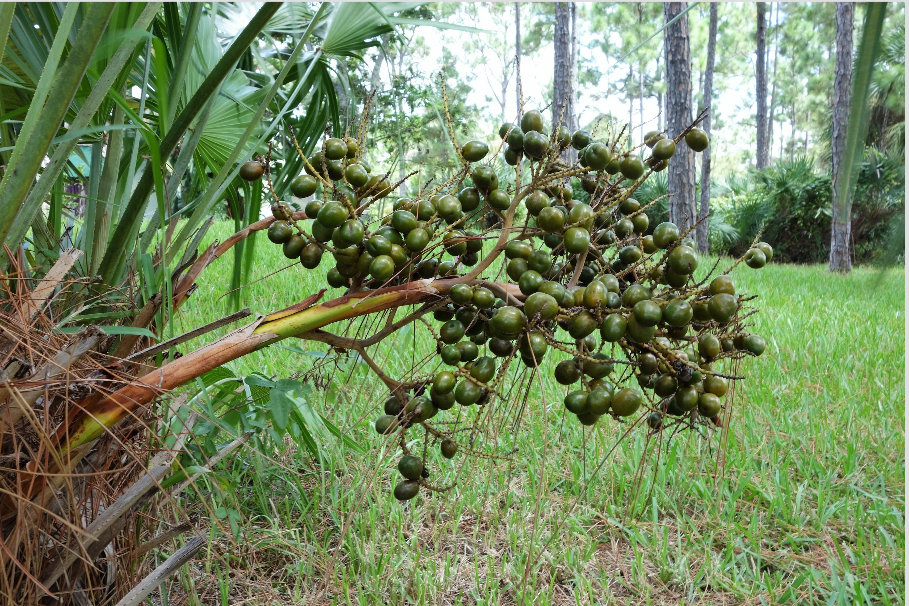 Saw Palmetto Benefits for Men