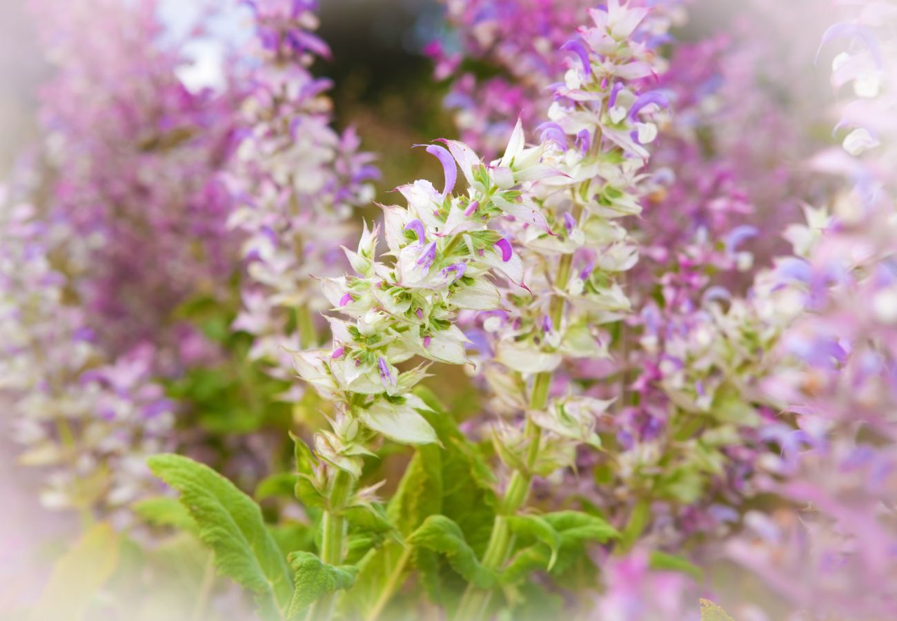 Is Clary Sage Good for the Skin?